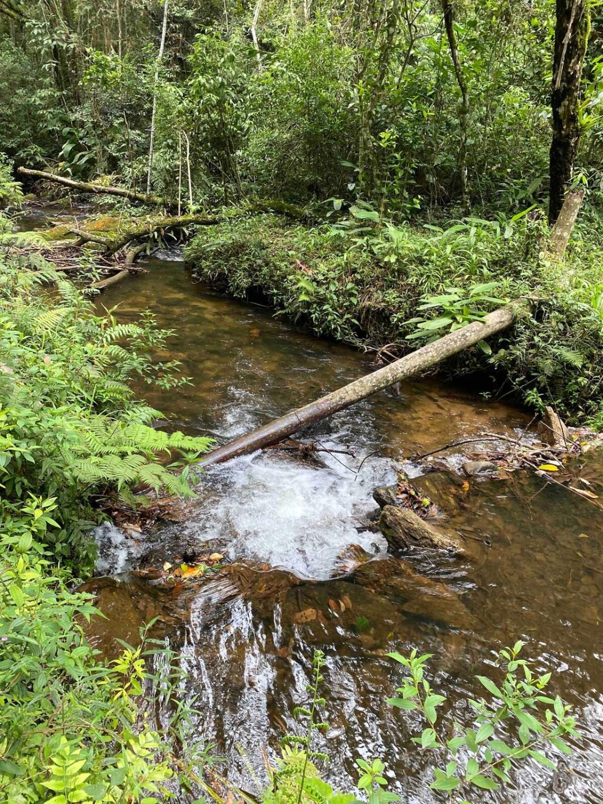 Chales Fazenda Floresta Das Araucarias Cunha Exterior foto